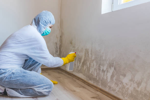 Licensed Basement Mold Remediation service in Livingston, NJ - WQB Mold Removal